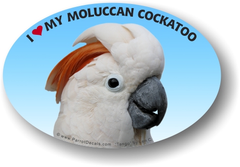 moluccan cockatoo decal