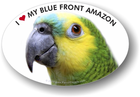 Blue Fronted Amazon Parrot Car Window Decal /Bumper Sticker