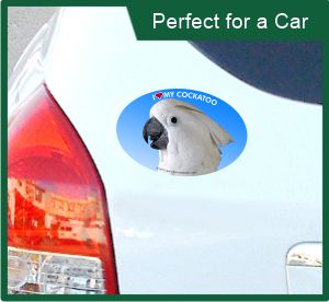 Parrot decal displayed on car