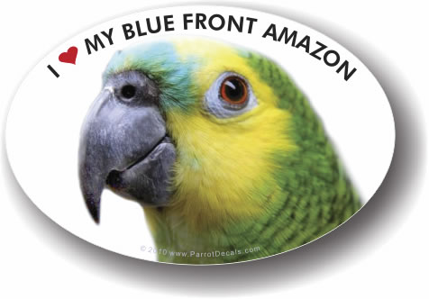 Blue Fronted Amazon Parrot Car Window Decal