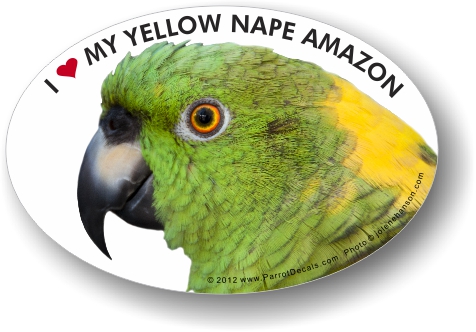 Yellow Nape Amazon Parrot Car Window Decal /Bumper Sticker