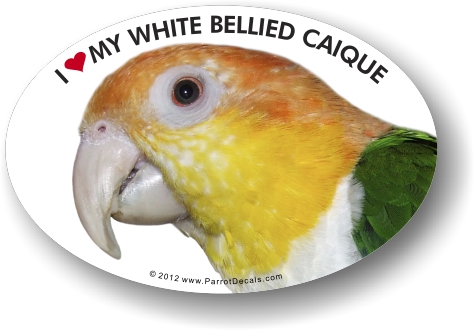 White Bellied Caique Parrot Car Window Decal / Bumper Sticker