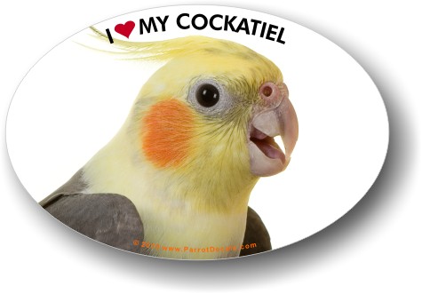 Cockatiel Photo