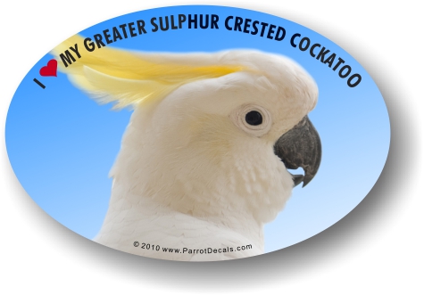 Greater Sulphur Crested Cockatoo Car Window Decal