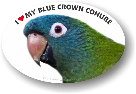 Blue Crown Conure Parrot Car Window Decal