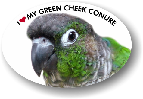 Green Cheek Conure