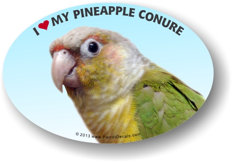 Pineapple Conure Photo