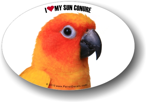 Sun Conure Photo