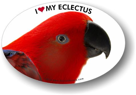 Eclectus Female parrot vinyl decal