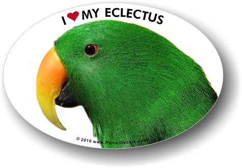 Male Eclectus Photo
