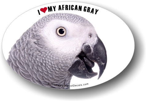 Congo African Grey Parrot Car Window Decal /Bumper Sticker