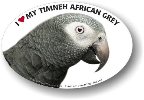 Timneh African Grey Parrot Car Window Decal /Bumper Sticker