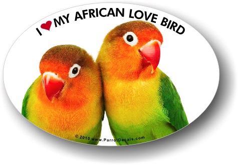 African Lovebird Photo