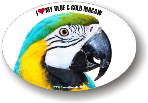 Blue and Gold Macaw Photo