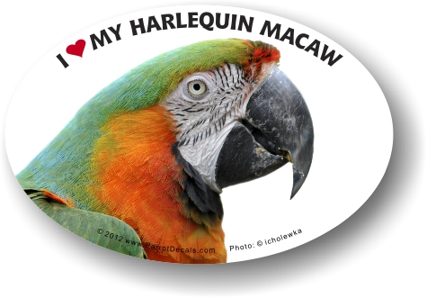 Harlequin Macaw Photo