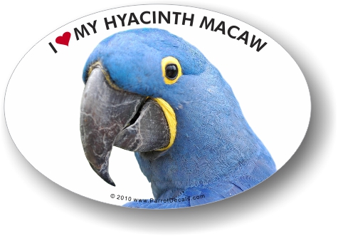 Hyacinth Macaw Photo