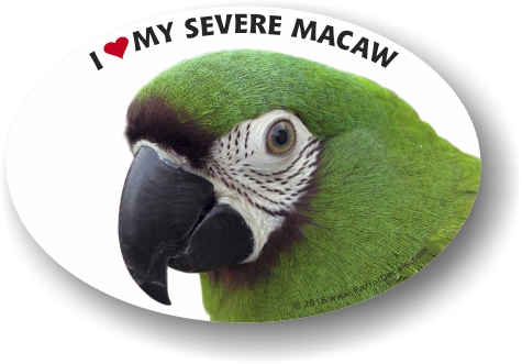 Severe Macaw Photo