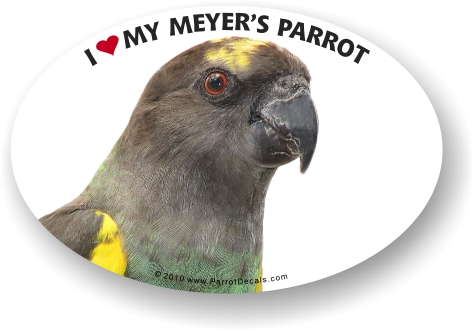 Meyer's Parrot Decal
