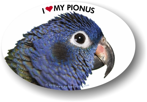 Pionus Photo