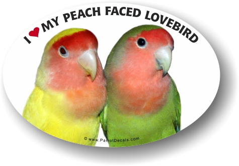 Peach faced lovebird parrot vinyl sticker