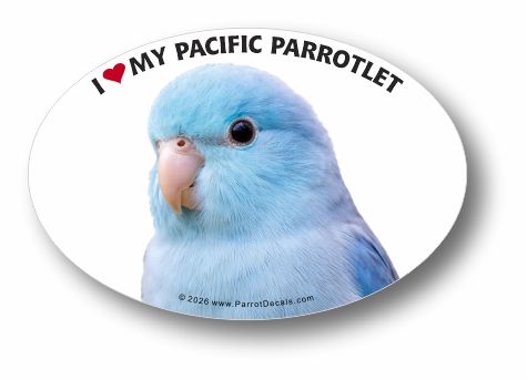Blue Pacific Parrotlet vinyl car window decal
